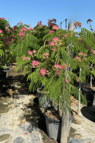 Seidenbaum Mehrstämmig | Albizia julibrissin