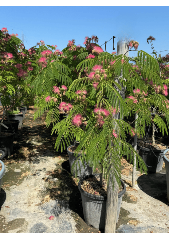 Seidenbaum Mehrstämmig | Albizia julibrissin Seidenbaum Mehrstämmig | Albizia julibrissin