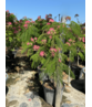 Seidenbaum Mehrstämmig | Albizia julibrissin Seidenbaum Mehrstämmig | Albizia julibrissin