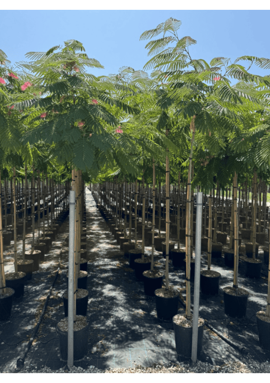 Seidenbaum 'Ombrella' | Albizia julibrissin 'Ombrella'