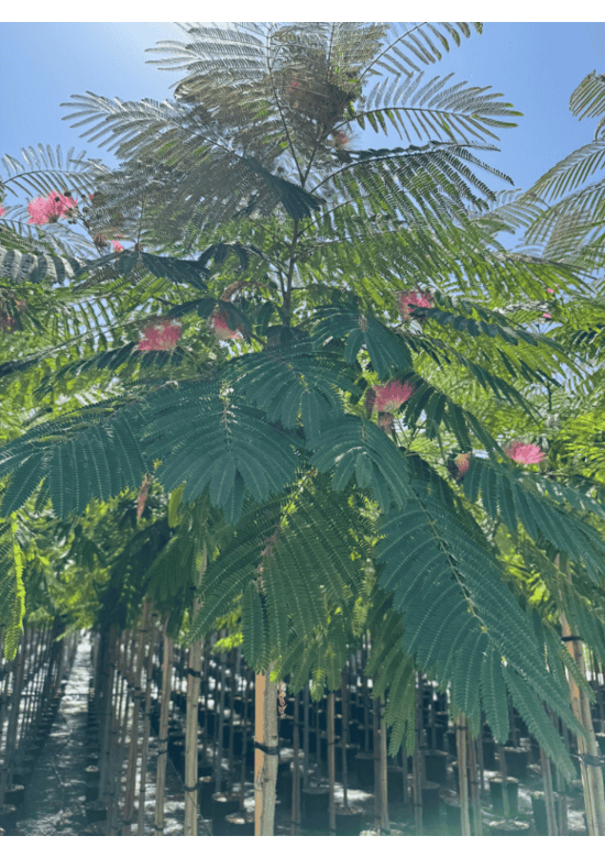 Seidenbaum 'Ombrella' | Albizia julibrissin 'Ombrella'