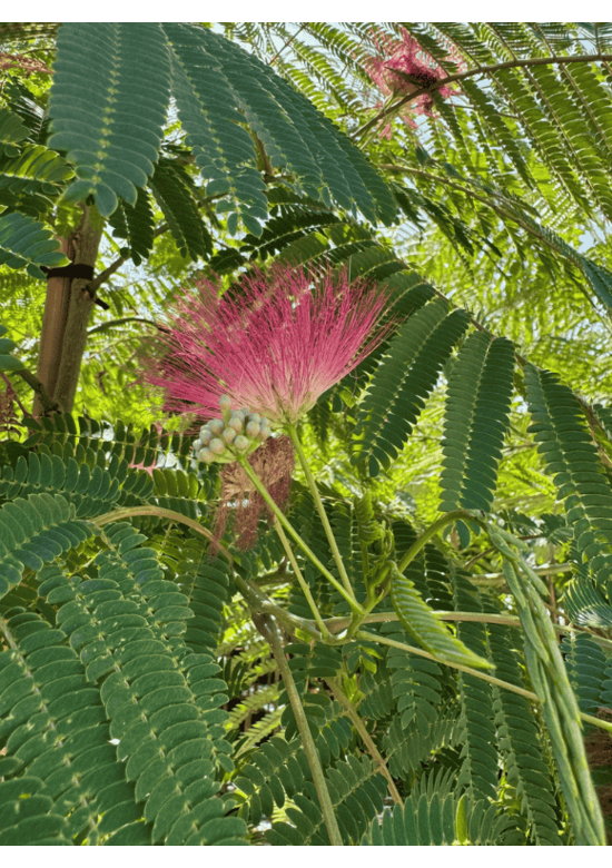 Seidenbaum 'Ombrella' | Albizia julibrissin 'Ombrella'
