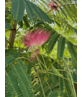 Seidenbaum 'Ombrella' | Albizia julibrissin 'Ombrella'
