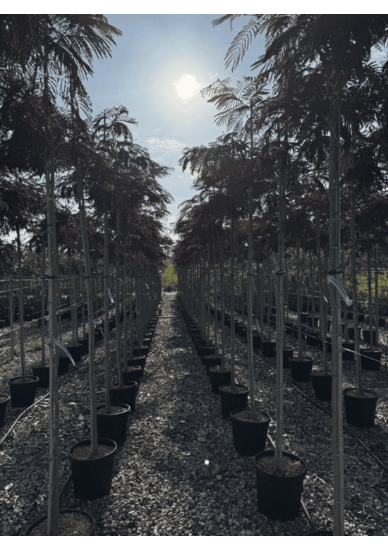 Seidenbaum - Schlafbaum - Seidenakazie 'Summer Chocolate' | Albizia julibrissin 'Summer Chocolate'