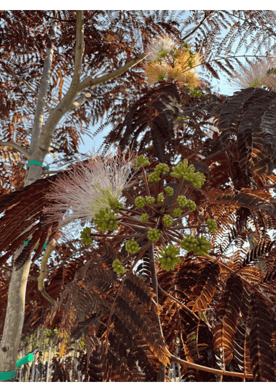 Seidenbaum - Schlafbaum - Seidenakazie 'Summer Chocolate' | Albizia julibrissin 'Summer Chocolate'