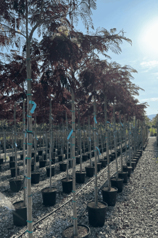 Seidenbaum - Schlafbaum - Seidenakazie 'Summer Chocolate' | Albizia julibrissin 'Summer Chocolate'