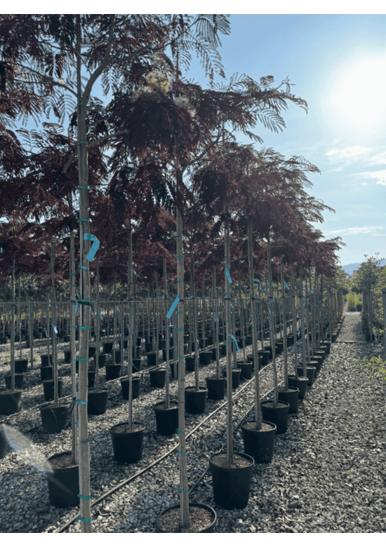 Seidenbaum - Schlafbaum - Seidenakazie 'Summer Chocolate' | Albizia julibrissin 'Summer Chocolate'