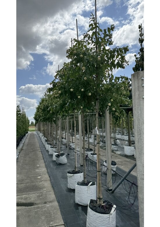 Knopfbusch Baum | Cephalanthus occidentalis