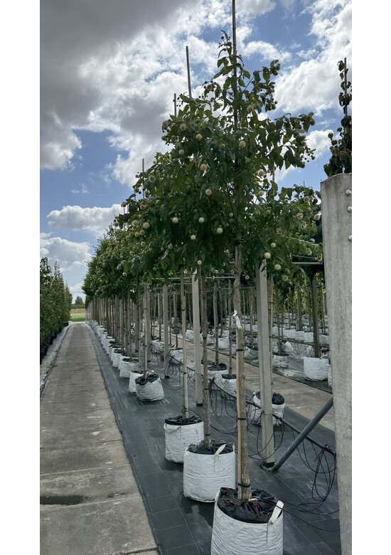 Knopfbusch Baum | Cephalanthus occidentalis