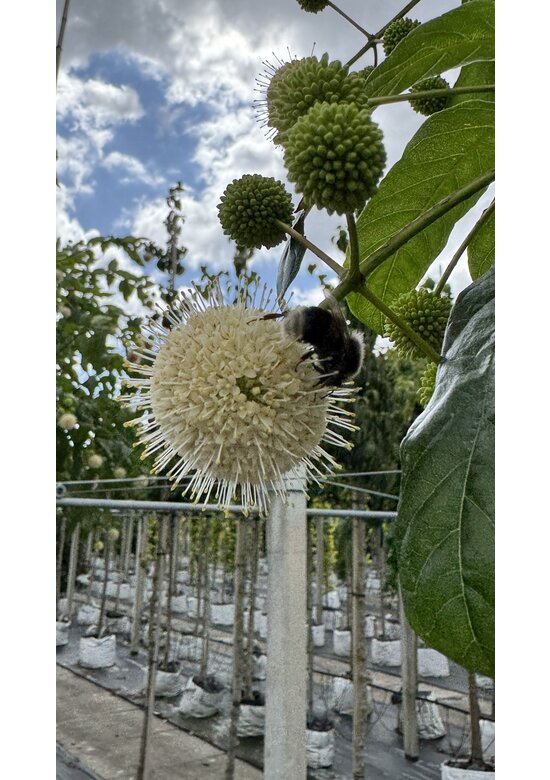 Knopfbusch Baum | Cephalanthus occidentalis