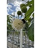 Knopfbusch Baum | Cephalanthus occidentalis