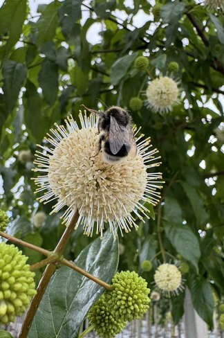 Knopfbusch Baum | Cephalanthus occidentalis
