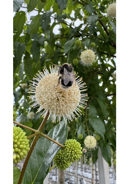Knopfbusch Baum | Cephalanthus occidentalis