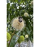 Knopfbusch Baum | Cephalanthus occidentalis
