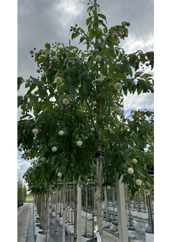 Knopfbusch Baum | Cephalanthus occidentalis