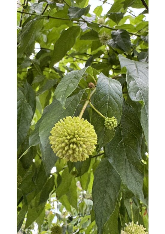 Knopfbusch Baum | Cephalanthus occidentalis