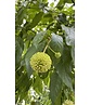 Knopfbusch Baum | Cephalanthus occidentalis
