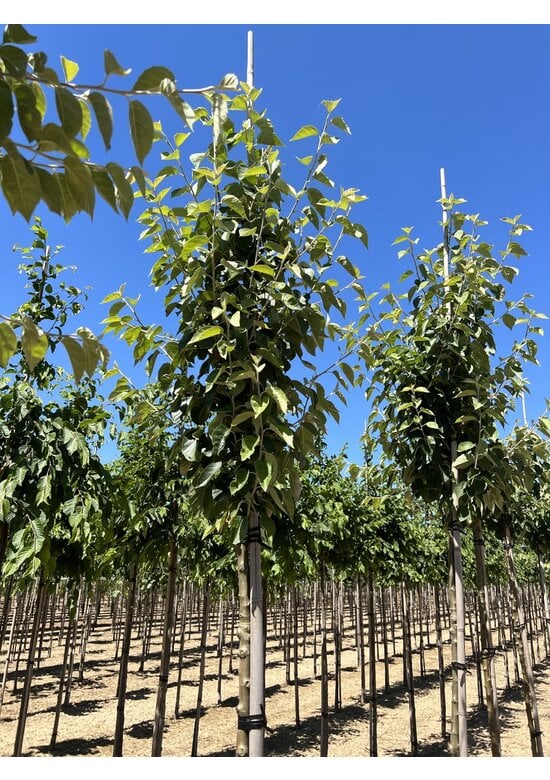 Scharlach-Apfel | Malus tschonoskii