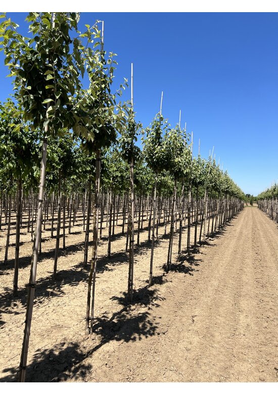 Scharlach-Apfel | Malus tschonoskii