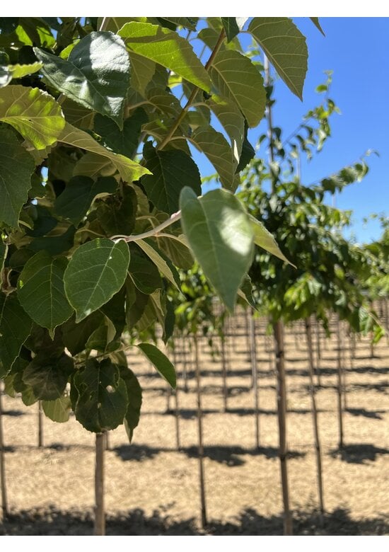 Scharlach-Apfel | Malus tschonoskii