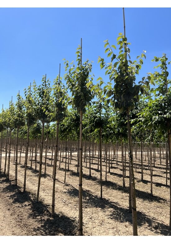 Scharlach-Apfel | Malus tschonoskii