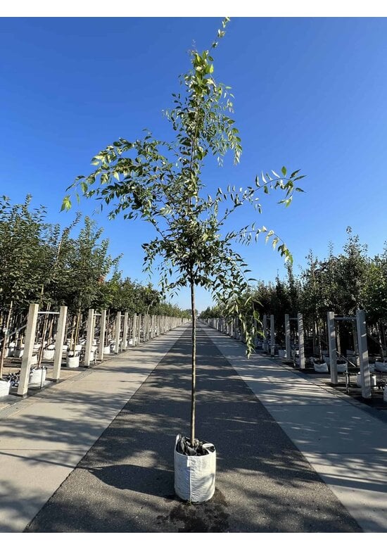 Zelkova carpinifolia 'Verschaffeltii'