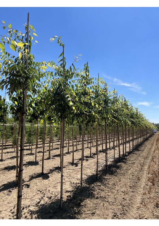 Zelkova carpinifolia 'Verschaffeltii'