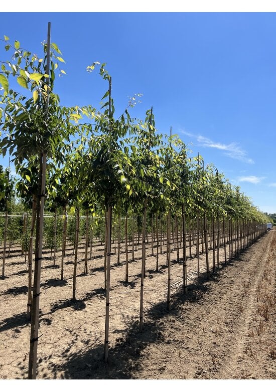 Zelkova carpinifolia 'Verschaffeltii'