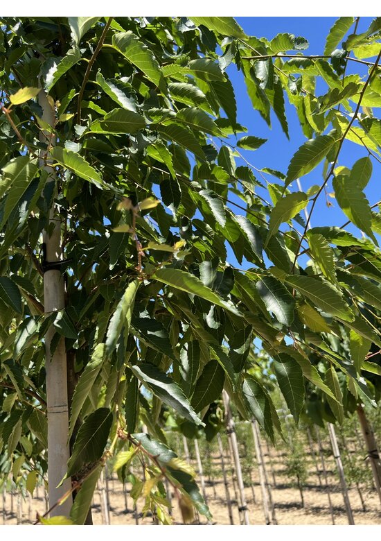 Zelkova carpinifolia 'Verschaffeltii'