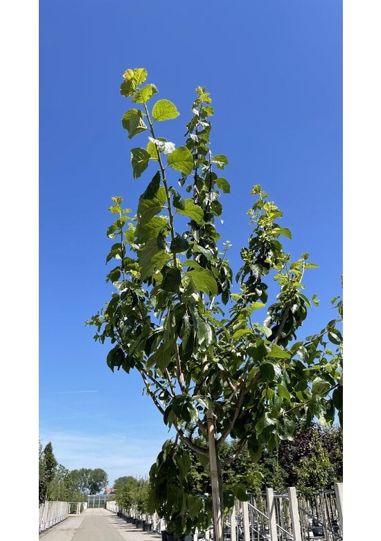 Pflaumenbaum 'Reine Claude d'Ouillins' | Prunus domestica ‘Reine Claude d'Ouillins'