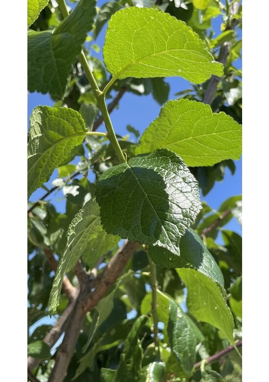 Pflaumenbaum 'Reine Claude d'Ouillins' | Prunus domestica ‘Reine Claude d'Ouillins'