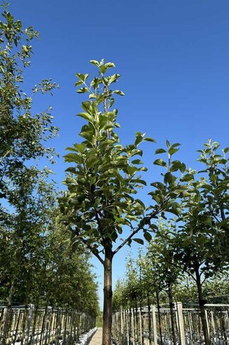 Apfelbaum 'Ecolette' | Malus domestica 'Ecolette' Apfelbaum 'Ecolette' | Malus domestica 'Ecolette'