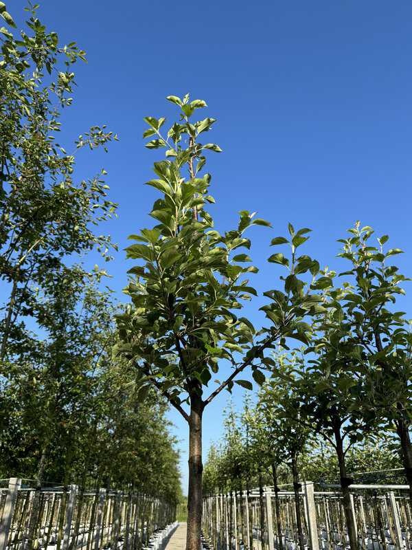 Apfelbaum 'Ecolette' Kaufen | mit 3 Jahren Garantie - Venovi