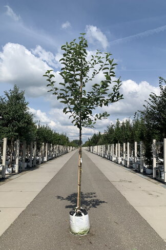 Apfelbaum | Malus domestica 'Glorie van Holland'