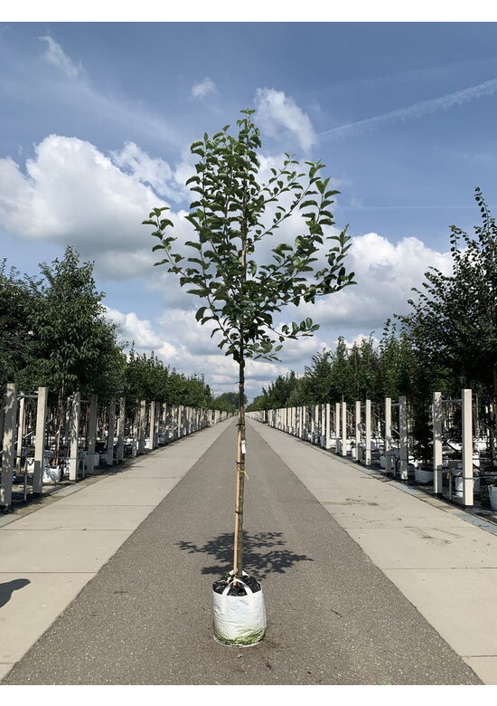Apfelbaum 'Glorie van Holland' | Malus domestica 'Glorie van Holland'