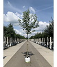 Apfelbaum 'Glorie van Holland' | Malus domestica 'Glorie van Holland'