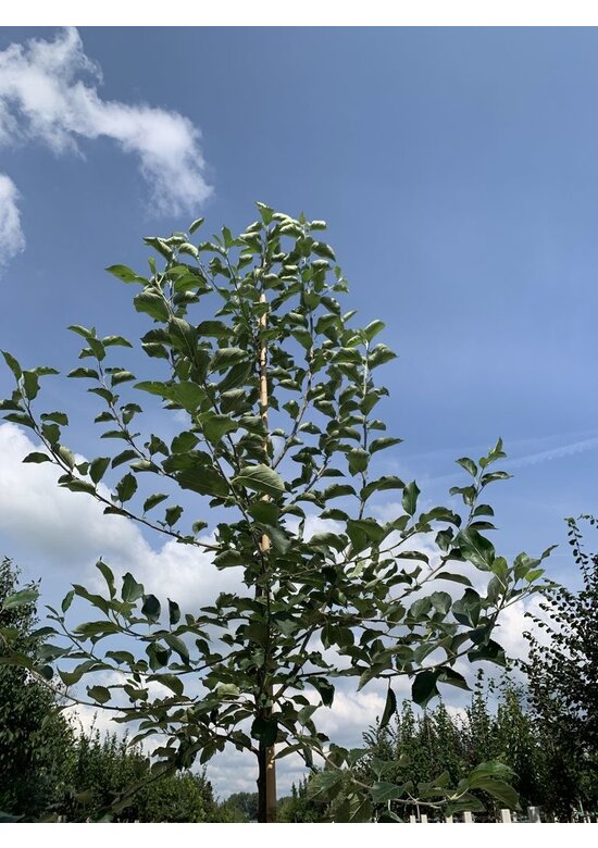 Apfelbaum 'Glorie van Holland' | Malus domestica 'Glorie van Holland'