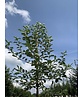 Apfelbaum 'Glorie van Holland' | Malus domestica 'Glorie van Holland'