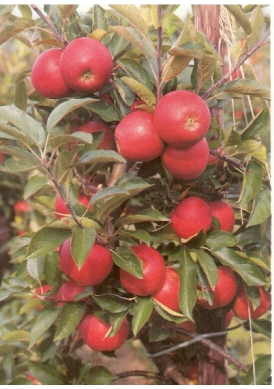 Apfelbaum 'Glorie van Holland' | Malus domestica 'Glorie van Holland'
