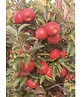 Apfelbaum 'Glorie van Holland' | Malus domestica 'Glorie van Holland'
