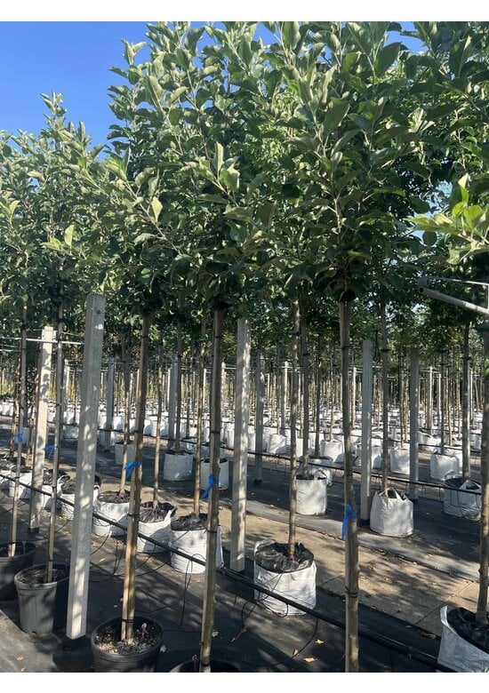 Apfelbaum 'Glorie van Holland' | Malus domestica 'Glorie van Holland'