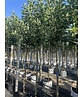 Apfelbaum 'Glorie van Holland' | Malus domestica 'Glorie van Holland'