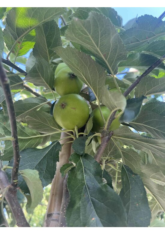 Apfelbaum 'Glorie van Holland' | Malus domestica 'Glorie van Holland'