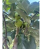 Apfelbaum 'Glorie van Holland' | Malus domestica 'Glorie van Holland'