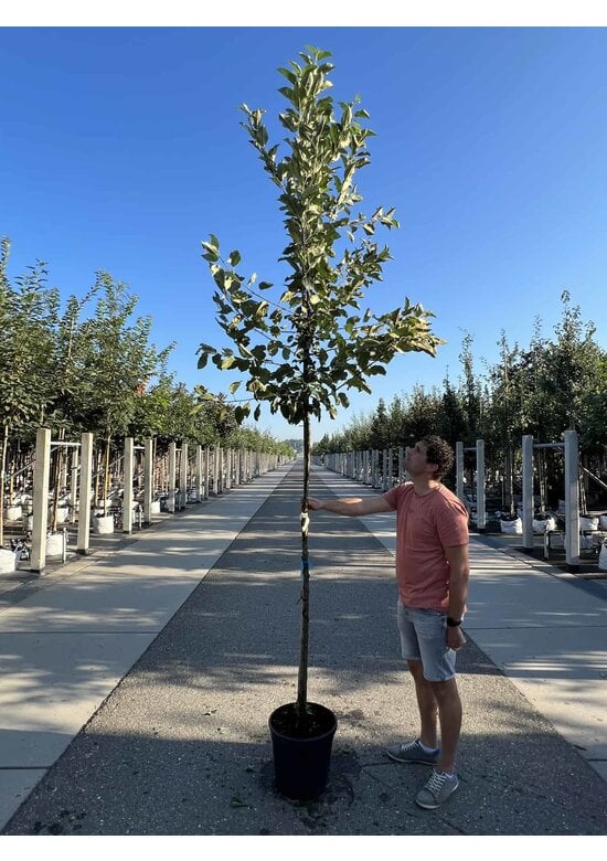 Apfelbaum 'Glorie van Holland' | Malus domestica 'Glorie van Holland'