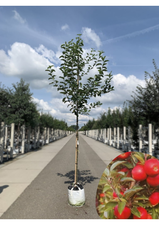 Apfelbaum 'Glorie van Holland' | Malus domestica 'Glorie van Holland'