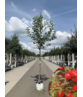 Apfelbaum 'Glorie van Holland' | Malus domestica 'Glorie van Holland'