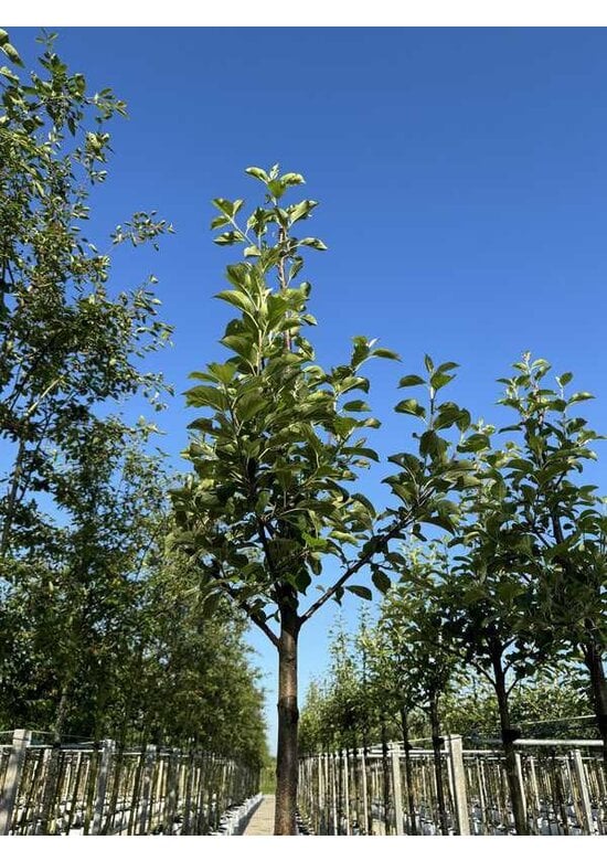 Apfelbaum 'Glorie van Holland' | Malus domestica 'Glorie van Holland'