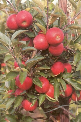 Apfelbaum 'Ingrid Marie' | Malus domestica 'Ingrid Marie'