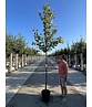 Apfelbaum 'Santana' | Malus domestica 'Santana'